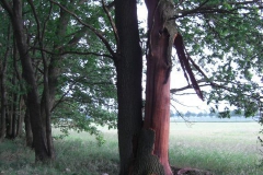 Blitzeinschlag in Eiche: Der Baum steht am Waldrand. Glücklicherweise gab es keinen Brand.