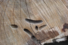 Großer Eichenbock: Fraßgänge im Eichenholz