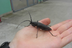 Großer Eichenbock: Diese Käfer werden bis zu 58 mm lang.